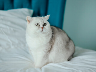 A beautiful white cat on a blue background.