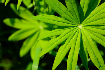 green leaves of Lupinus polyphyllus with soft sunlight in the garden, Large-leaved lupine, Vaste lupine, plant is a species of lupin, Nature floral background. green spring or summer background