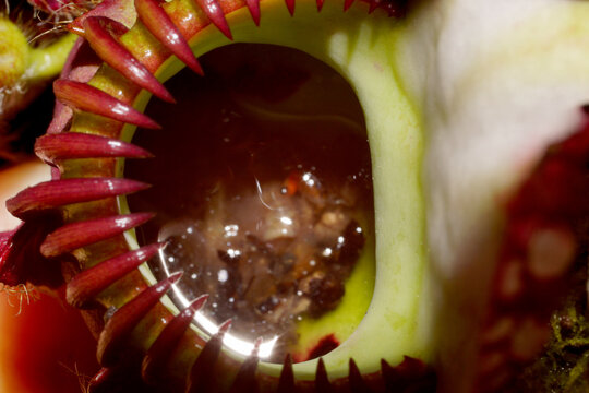 View into the pitcher of Cephalotus follicularis with prey