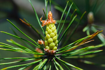 pinus resinosa. young tender cones on a pine branch in the forest. Closeup of Red Pine, Pinus resinosa, Male Pollen Cone, Pinecone, in Early Spring. natural background, medicinal, fragrant needles
