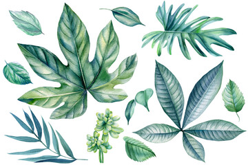Tropical plant leaves on a white background. Painted in watercolor