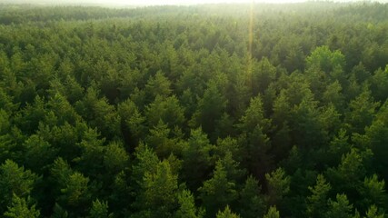 Tree tops against sunny sky. Pine forest is a natural resource. 