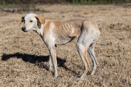 Skinny Dog Images – Browse 3,684 Stock Photos, Vectors, and Video | Adobe  Stock