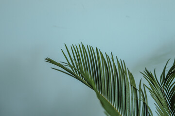 A leaf of a plant on a blue background.