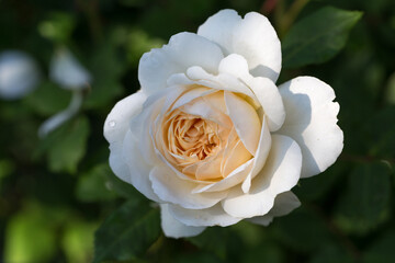 Close up of rose flower
