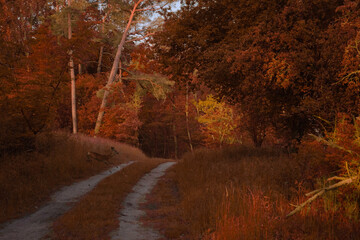 Obraz premium Reh Springt über eine Straße im Wald