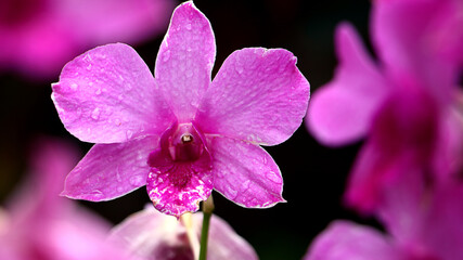 purple orchid flowers on a dark background