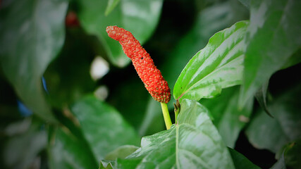pepper flower