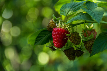 Juicy ripe raspberries on a branch. Raspberries in the garden