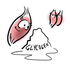 Three muscles look at glycogen