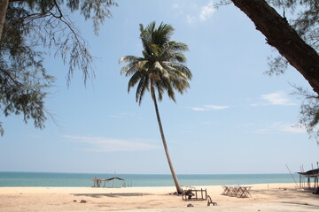 coconut tree on the beach sea view background landscape summer season