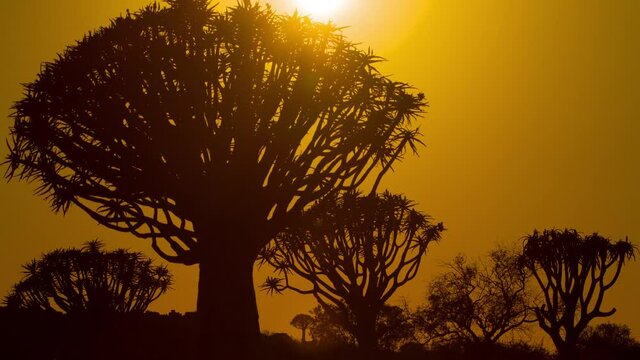 Time lapse of the sun rising behind some Quiver Trees in Namibia.
