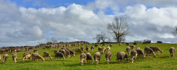 Panoramique moutons au pr&eacute; dans les Causses des C&eacute;vennes vers Saint-Georges-de-L&eacute;v&eacute;jac (48500), d&eacute;partement de la Loz&egrave;re en r&eacute;gion Occitanie, France