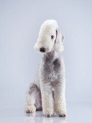  portrait of a dog White Bedlington. Charming pet in studio
