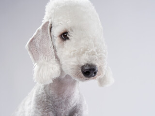  portrait of a dog White Bedlington. Charming pet in studio