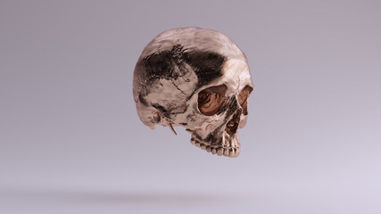 Bronze Human Female Skull Medical Anatomical with Teeth Quarter Right Side 3d illustration render