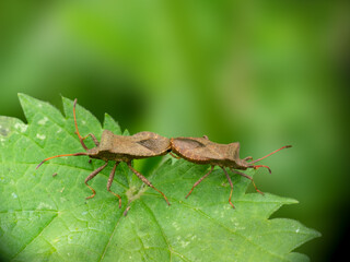 Pair of Coreus marginatus aka Dock Bugs mating on nettle.