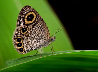 butterfly on leaf