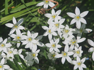 Fototapeta na wymiar Small white petals of the flowering ornithogalum.