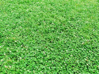 クローバーの葉と花