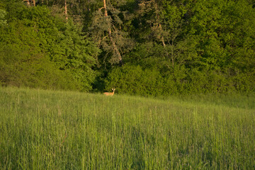 Rehbock auf Entfernung