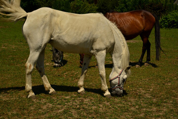 Obraz na płótnie Canvas Biały koń