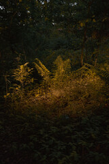 Pflanzen im Licht der Sonne- Wald