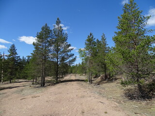 Fototapeta premium Pine trees on sand dunes on a sunny summer day, beautiful landscape 
