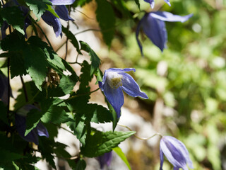 Fleurs de clématite des Alpes ou Clematis alpina à tépales gris bleu-violacé, corolle et étamines en coupes blanc crème