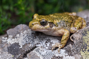 The common midwife toad (Alytes obstetricans)