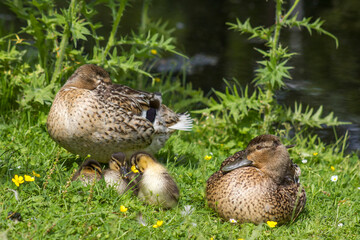 Mallard duck with small duckling in the grass