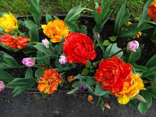Beautiful flower bed with colorful tulips, summer 