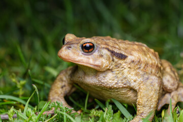 common toad , bufo spinosus. toad.