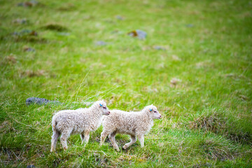 Obraz premium Two young baby white lamb Icelandic sheep standing on green grass pasture grazing eating at farm field in east Iceland