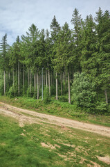 Path in Karkonosze Mountains, Poland.