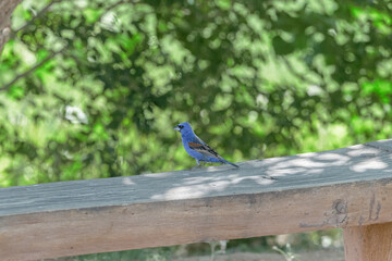 Blue Grosbeak standing on a Bench Nature Birds 