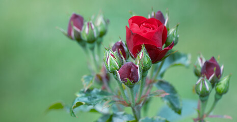 Obraz na płótnie Canvas Bright red rose buds selective focus. close up