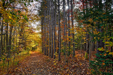 Autumn scene of the footpath in the forest