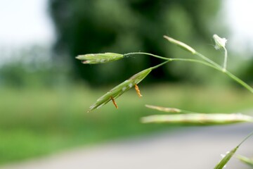 A close up of a flower