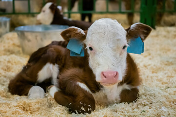 Front view: portrait of cute little brown and white calf resting, lying on ground and looking at camera at agricultural animal exhibition, cattle farm. Farming and agriculture concept