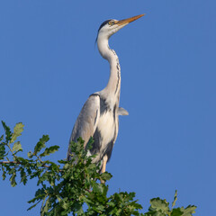Gray heron sits on an oak branch against the blue sky.