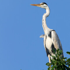 Gray heron sits on an oak branch against the blue sky.