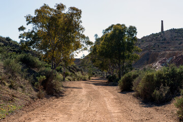 Dirt road in the bush surrounded by vegetation