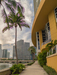 Fototapeta na wymiar trees in downtown city palms views hotel skyscraper Miami Florida Brickell hotel travel vacation apartment beautiful 