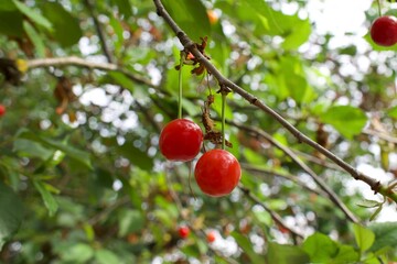An cherries hanging from a branch