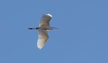 Obraz premium White heron in flight, on a background of blue sky, bottom view.