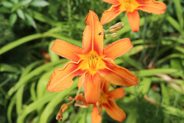 Closeup of red-yellow daylily blossom (hemerocallis fulva) in german garden in summer