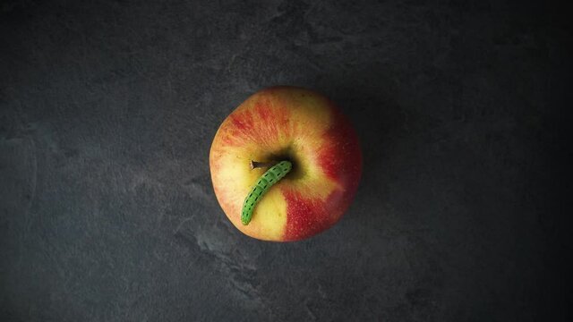 Green cartepillar climbs down the red apple on dark background. Overhead shot.