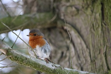 Rouge gorge