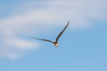  Black-necked Stilt Himatopus mexicanus in Flight  Room for Text Title